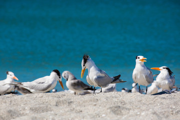 several seagulls walking along the seashore