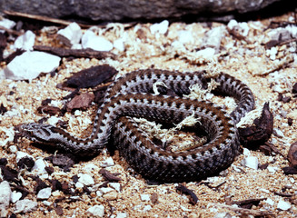Baskian viper, Vipera seoanei seoanei curved in defensive position