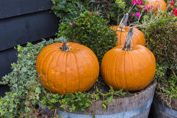 Halloween Pumpkins.