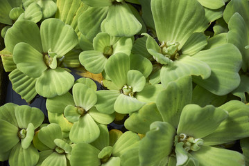 Pistia stratiotes