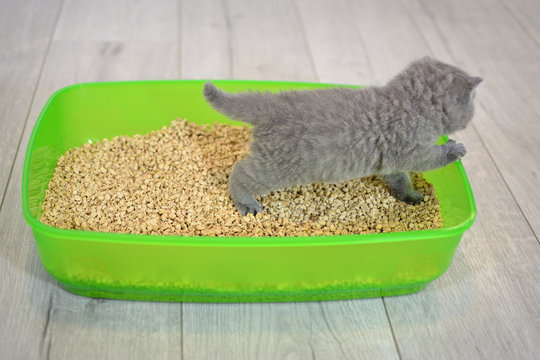 British blue kitten in green plastic toilet tray box with litter.