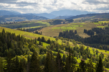 Fototapeta premium tree on the field in the mountains beautiful landscape
