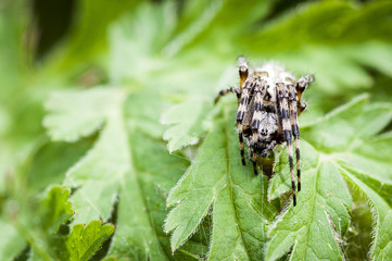 Araignée dans les bois