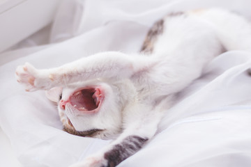 Kitten lays on the window sill and gapes