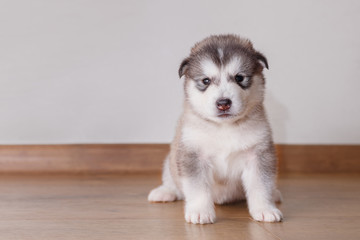 Puppy Alaskan Malamute sitting on the floor