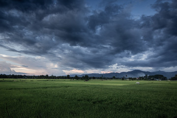 Dark stormy clouds over rice field.