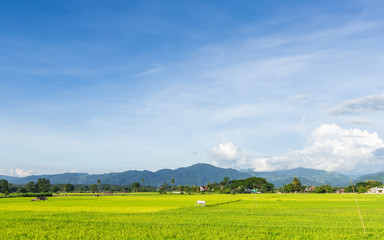 Fototapeta premium Beautiful landscape with rice paddy and clear blue sky.