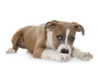 Fototapeta premium puppy american staffordshire terrier