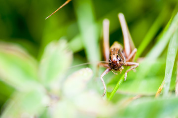 Cricket