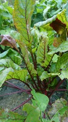 Leaf of beets. Background 