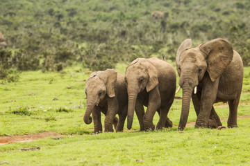 Three African elephants on the move