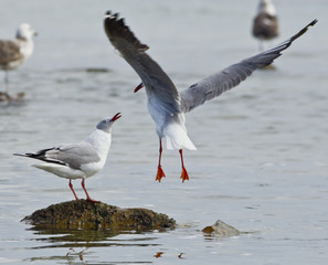 Two seagulls fighting