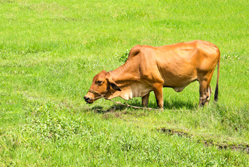 Yellow cow on green grass meadow. Agriculture land. Sunny pasture landscape.