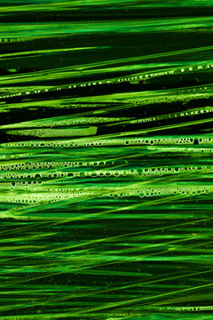 Gr&uuml;ne Plastikfolie mit Wassertropfen