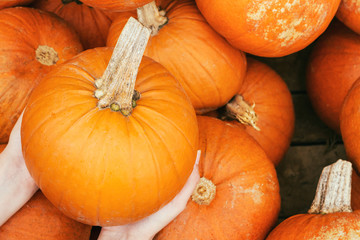 Ripe Pumpkins