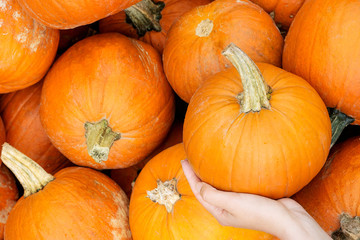 Ripe Pumpkins
