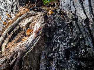 tree trunk to appreciate the texture of the tree