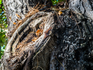 tree trunk to appreciate the texture of the tree