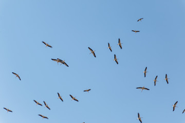 Group of storks