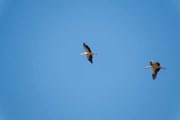 Group of storks