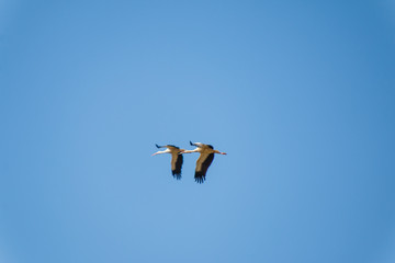 Group of storks