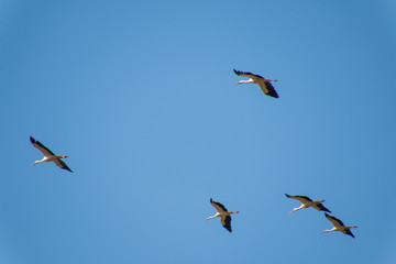 Group of storks