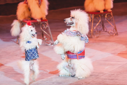 Two white dogs are dancing in circus arena