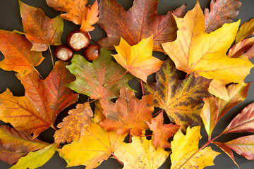 Composition of colorful autumn leaves and chestnuts - background