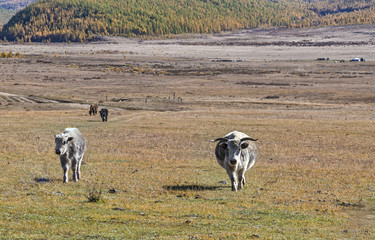 Mongolian cows