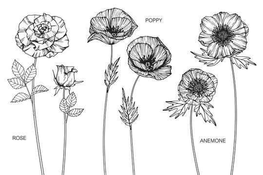 Rose, poppy, anemone flower drawing.