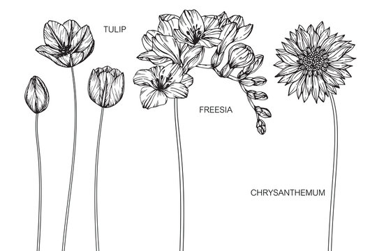 Fototapeta Tulip, Chrysanthemum, Freesia flower drawing.