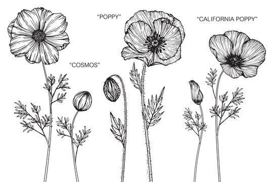 Fototapeta Cosmos, Poppy, California poppy flower drawing.