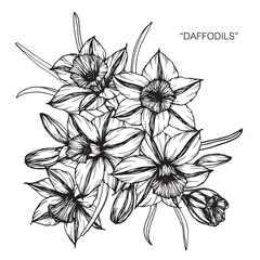 Bouquet of daffodil flowers drawing.