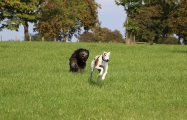 Obraz na płótnie Canvas Hunde rennen im Park