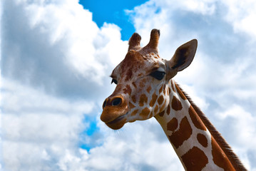 Giraffe Giraffa camelopardalis