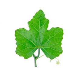 Gourd leaves or ivy gourd is an Asian vegetable