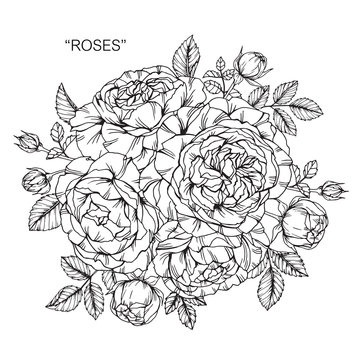 Bouquet of rose flowers drawing.