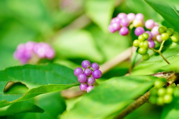 コムラサキの実