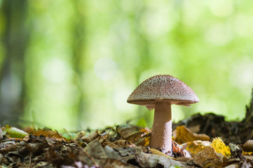 Beautiful brown mushroom growing in the woods. Edible Blusher fungi Amanita rubescens