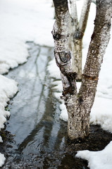 The source stream of river flows around a young tree through the snow in winter