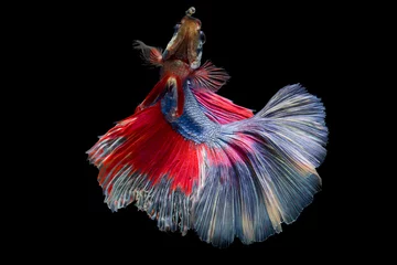 Tuinposter The moving moment beautiful of siam betta fish in thailand on black background. © Soonthorn