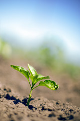 Plant new life and stat up concept.Young plant growing over green and sunlight environment