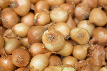 Onions in the supermarket - Allium cepa