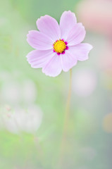 Soft focus flower on nature background
