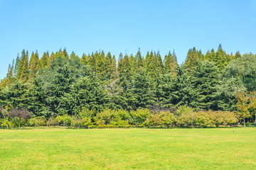 Park green trees