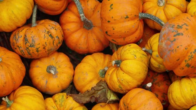 Close up of orange pumpkins in the basket. Autumn, fall background. Harvest and Thanksgiving concept. Slow motion HD footage