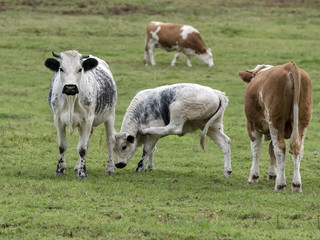 vaches avec veau sur le pré