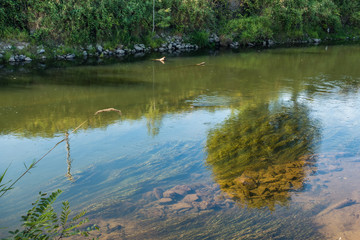 River Reflections 3