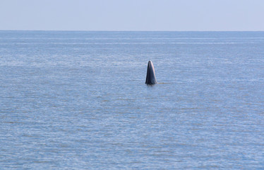 Naklejka premium Bryde's whale in the deep blue sea