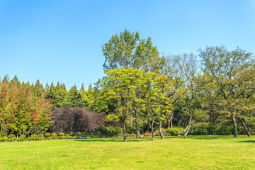Park green trees